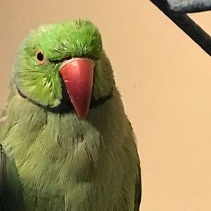 Meet your Posher, Amal